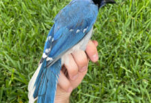A male hybrid of a green jay mother and a blue jay father. Image credit: Brian R. Stokes.