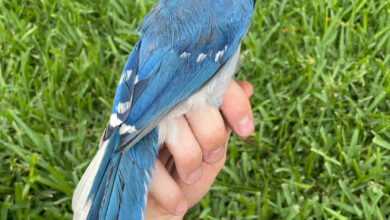 A male hybrid of a green jay mother and a blue jay father. Image credit: Brian R. Stokes.
