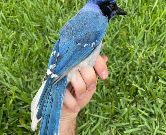 A male hybrid of a green jay mother and a blue jay father. Image credit: Brian R. Stokes.