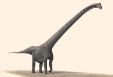 Mamenchisaurus youngi, a sister species of Huashanosaurus qini. Image credit: Steveoc 86 / CC BY-SA 2.5.