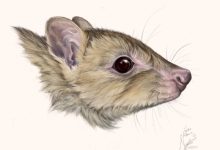 Bettongia haoucharae. Image credit: Nellie Pease.