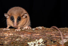New Species of Marsupial Discovered in Peru