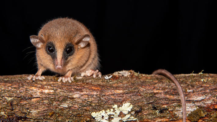 New Species of Marsupial Discovered in Peru