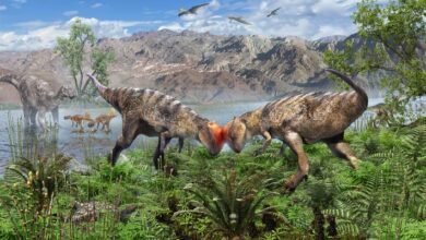 New Species of Dome-Headed Pachycephalosaur Unearthed in Mongolia