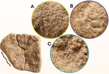 The three areas of blue residue present on the sandstone layer of the stone artifact from Mühlheim-Dietesheim, Germany. Image credit:  Wisher et al., doi: 10.15184/aqy.2025.10184.