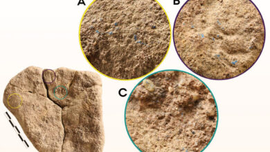The three areas of blue residue present on the sandstone layer of the stone artifact from Mühlheim-Dietesheim, Germany. Image credit:  Wisher et al., doi: 10.15184/aqy.2025.10184.