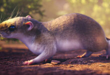 New Species of Extinct Octodontoid Rodent Discovered from Amazonian Fossil