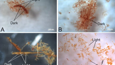 Bright field images are shown for vessels harvested as described in methods from (a) ostrich vessels soaked in hemoglobin solution under deoxygenating conditions, (b) ostrich vessels soaked in hemoglobin under oxygenated conditions, (c) vessels recovered from demineralized Brachylophosaurus canadensis and (d) Tyrannosaurus rex bone. Scale bars - 0.5 mm in (a-c) and 0.2 mm in (d). Image credit: Long et al., doi: 10.1098/rspa.2025.0175.