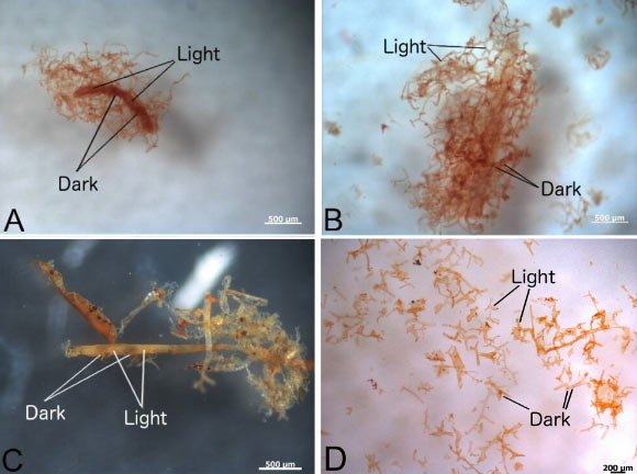 Bright field images are shown for vessels harvested as described in methods from (a) ostrich vessels soaked in hemoglobin solution under deoxygenating conditions, (b) ostrich vessels soaked in hemoglobin under oxygenated conditions, (c) vessels recovered from demineralized Brachylophosaurus canadensis and (d) Tyrannosaurus rex bone. Scale bars - 0.5 mm in (a-c) and 0.2 mm in (d). Image credit: Long et al., doi: 10.1098/rspa.2025.0175.