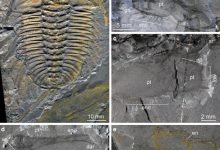 Olenoides serratus from the Burgess Shale. Image credit: Losso et al., doi: 10.1186/s12915-025-02335-3.