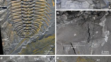 Olenoides serratus from the Burgess Shale. Image credit: Losso et al., doi: 10.1186/s12915-025-02335-3.
