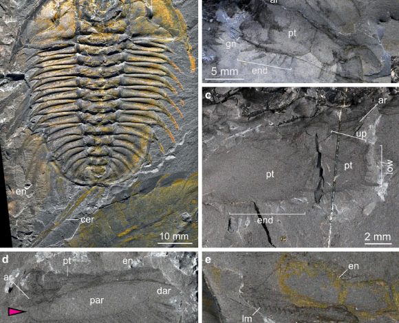 Olenoides serratus from the Burgess Shale. Image credit: Losso et al., doi: 10.1186/s12915-025-02335-3.