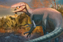 New Species of Carnivorous Dinosaur Identified in Argentina