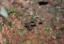 Sheet web spider with fireflies caught in web. Image credit: Tunghai University Spider.