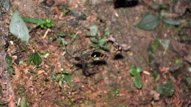Sheet web spider with fireflies caught in web. Image credit: Tunghai University Spider.