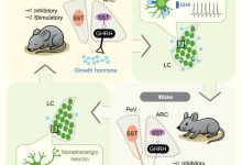 Sleep is known to promote tissue growth and regulate metabolism, partly by enhancing growth hormone (GH) release, but the underlying circuit mechanism is unknown. Ding et al. demonstrate how GH release, which is enhanced during both rapid eye movement (REM) and non-REM (NREM) sleep, is regulated by sleep-wake-dependent activity of distinct hypothalamic neurons expressing GH-releasing hormone (GHRH) and somatostatin (SST). SST neurons in the arcuate nucleus suppress GH release by inhibiting nearby GHRH neurons that stimulate GH release, whereas periventricular SST neurons inhibit GH release by projecting to the median eminence. GH release is associated with strong surges of both GHRH and SST activity during REM sleep but moderately increased GHRH and decreased SST activity during NREM sleep. Furthermore, Ding et al. identified a negative feedback pathway in which GH enhances the excitability of locus coeruleus neurons and increases wakefulness. Image credit: Ding et al., doi: 10.1016/j.cell.2025.05.039.