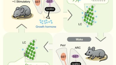 Sleep is known to promote tissue growth and regulate metabolism, partly by enhancing growth hormone (GH) release, but the underlying circuit mechanism is unknown. Ding et al. demonstrate how GH release, which is enhanced during both rapid eye movement (REM) and non-REM (NREM) sleep, is regulated by sleep-wake-dependent activity of distinct hypothalamic neurons expressing GH-releasing hormone (GHRH) and somatostatin (SST). SST neurons in the arcuate nucleus suppress GH release by inhibiting nearby GHRH neurons that stimulate GH release, whereas periventricular SST neurons inhibit GH release by projecting to the median eminence. GH release is associated with strong surges of both GHRH and SST activity during REM sleep but moderately increased GHRH and decreased SST activity during NREM sleep. Furthermore, Ding et al. identified a negative feedback pathway in which GH enhances the excitability of locus coeruleus neurons and increases wakefulness. Image credit: Ding et al., doi: 10.1016/j.cell.2025.05.039.