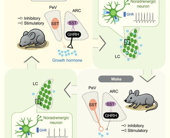 Sleep is known to promote tissue growth and regulate metabolism, partly by enhancing growth hormone (GH) release, but the underlying circuit mechanism is unknown. Ding et al. demonstrate how GH release, which is enhanced during both rapid eye movement (REM) and non-REM (NREM) sleep, is regulated by sleep-wake-dependent activity of distinct hypothalamic neurons expressing GH-releasing hormone (GHRH) and somatostatin (SST). SST neurons in the arcuate nucleus suppress GH release by inhibiting nearby GHRH neurons that stimulate GH release, whereas periventricular SST neurons inhibit GH release by projecting to the median eminence. GH release is associated with strong surges of both GHRH and SST activity during REM sleep but moderately increased GHRH and decreased SST activity during NREM sleep. Furthermore, Ding et al. identified a negative feedback pathway in which GH enhances the excitability of locus coeruleus neurons and increases wakefulness. Image credit: Ding et al., doi: 10.1016/j.cell.2025.05.039.