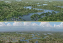 Dinosaurs were ecosystem engineers, preventing dense forests from growing; their sudden demise led to widescale ecological changes, as represented here in an artistic rendering. Image credit: Julius Csotonyi.