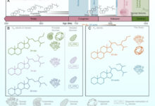 Pictorial representation of the timeline for ancient steranes, highlighting key compounds and their possible biogenic sources. Image credit: Shawar et al., doi: 10.1073/pnas.2503009122.