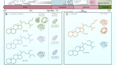 Pictorial representation of the timeline for ancient steranes, highlighting key compounds and their possible biogenic sources. Image credit: Shawar et al., doi: 10.1073/pnas.2503009122.