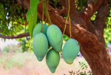 The daily consumption of mango for 24 weeks improved the glycemic control, insulin sensitivity, and body composition in adults with prediabetes, which supports the potential of mango as a practical dietary intervention for metabolic health. Image credit: Mohan Nannapaneni.