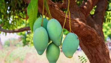 The daily consumption of mango for 24 weeks improved the glycemic control, insulin sensitivity, and body composition in adults with prediabetes, which supports the potential of mango as a practical dietary intervention for metabolic health. Image credit: Mohan Nannapaneni.