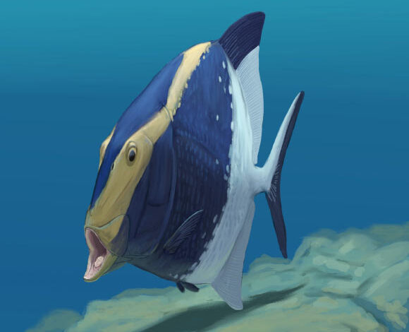 An artist’s impression of Platysomus parvulus. Image credit: Joschua Knüppe.