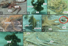 Examples of 12 arm actions from wild octopuses; octopuses often used multiple arm actions on a single arm or multiple arms simultaneously. Image credit: Bennice et al., doi: 10.1038/s41598-025-10674-y.