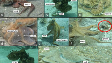 Examples of 12 arm actions from wild octopuses; octopuses often used multiple arm actions on a single arm or multiple arms simultaneously. Image credit: Bennice et al., doi: 10.1038/s41598-025-10674-y.