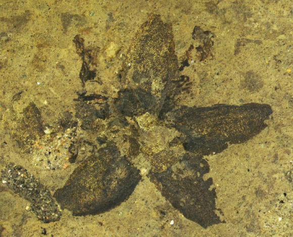 Tilia magnasepala. Image credit: Christian Geier.