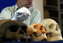 Pesquisa revela hobbits antigos com crescimento infantil lento