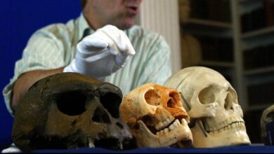 Pesquisa revela hobbits antigos com crescimento infantil lento