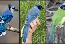 Pesquisa identifica primeiro híbrido selvagem de grue jay no Texas