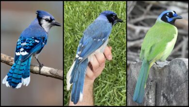 Pesquisa identifica primeiro híbrido selvagem de grue jay no Texas