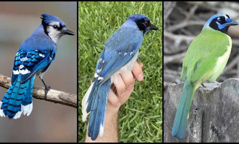 Pesquisa identifica primeiro híbrido selvagem de grue jay no Texas