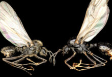 Formiga europeia clona outra espécie em descoberta genética