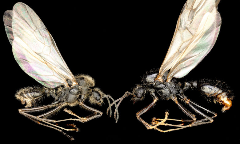 Formiga europeia clona outra espécie em descoberta genética