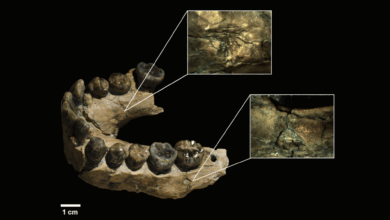 Estudo sugere leopardos como predadores de ancestrais humanos
