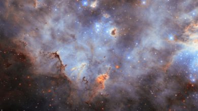 This Hubble image shows the star cluster N11. Image credit: NASA / ESA / Hubble / C. Murray / J. Maíz Apellániz.