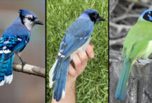 Descoberta científica identifica híbrido raro de jay no Texas