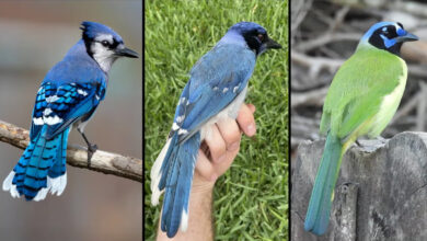 Descoberta científica identifica híbrido raro de jay no Texas