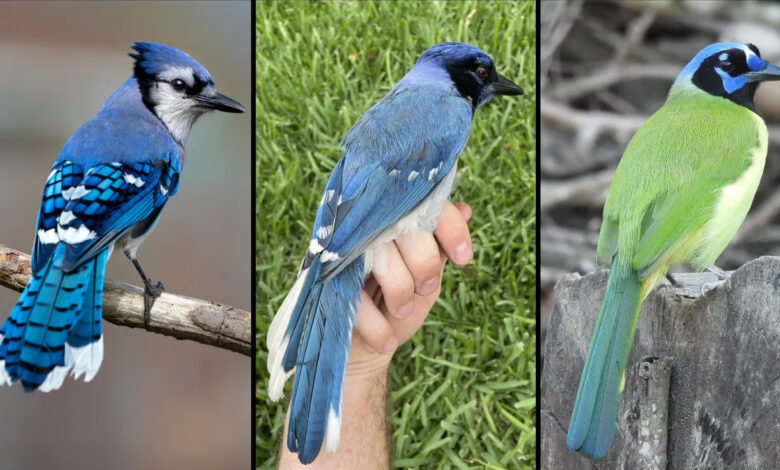 Descoberta científica identifica híbrido raro de jay no Texas