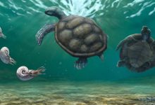 Early Cretaceous Fossil in Swiss Museum Found to Be New Species of Marine Turtle