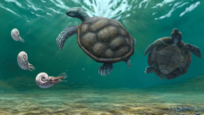 Early Cretaceous Fossil in Swiss Museum Found to Be New Species of Marine Turtle