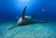 Eurhinosaurus mistelgauensis. Image credit: Andrey Atuchin.