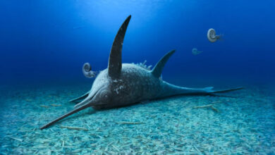 Eurhinosaurus mistelgauensis. Image credit: Andrey Atuchin.