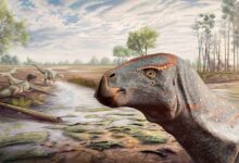Paleontologists Discover New Species of Iguanodontian Dinosaur