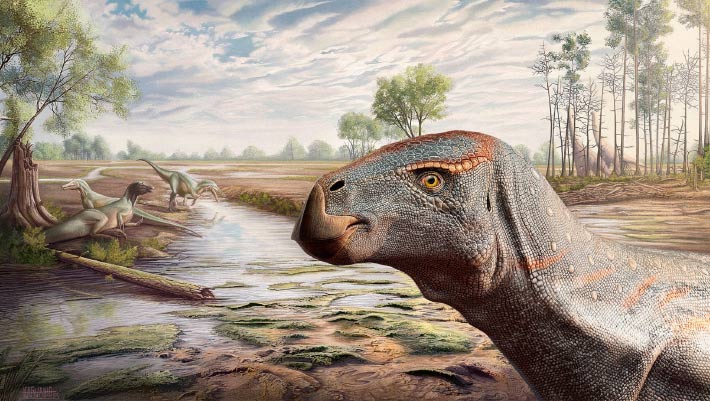 Paleontologists Discover New Species of Iguanodontian Dinosaur