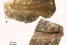 The two separate blocks containing the jaw impression of Newtonsaurus cambrensis. Image credit: Evans et al., doi: 10.1016/j.pgeola.2025.101142.